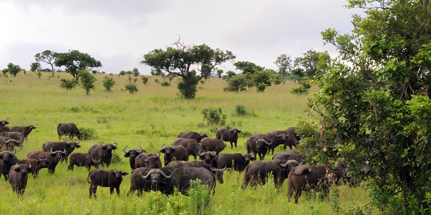 Tanzania wildlife